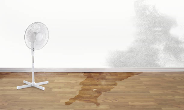 Best Water damage contractors near me  in Granite City, IL